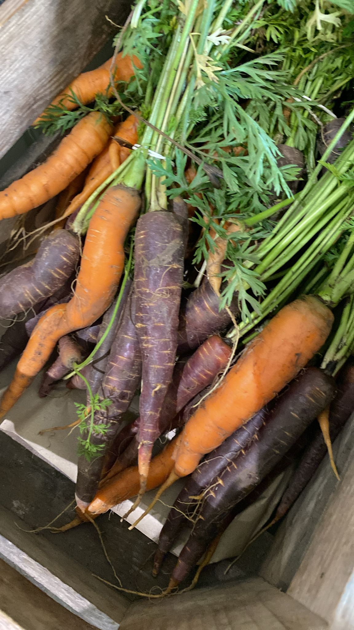 Frische Karotten aus dem Garten