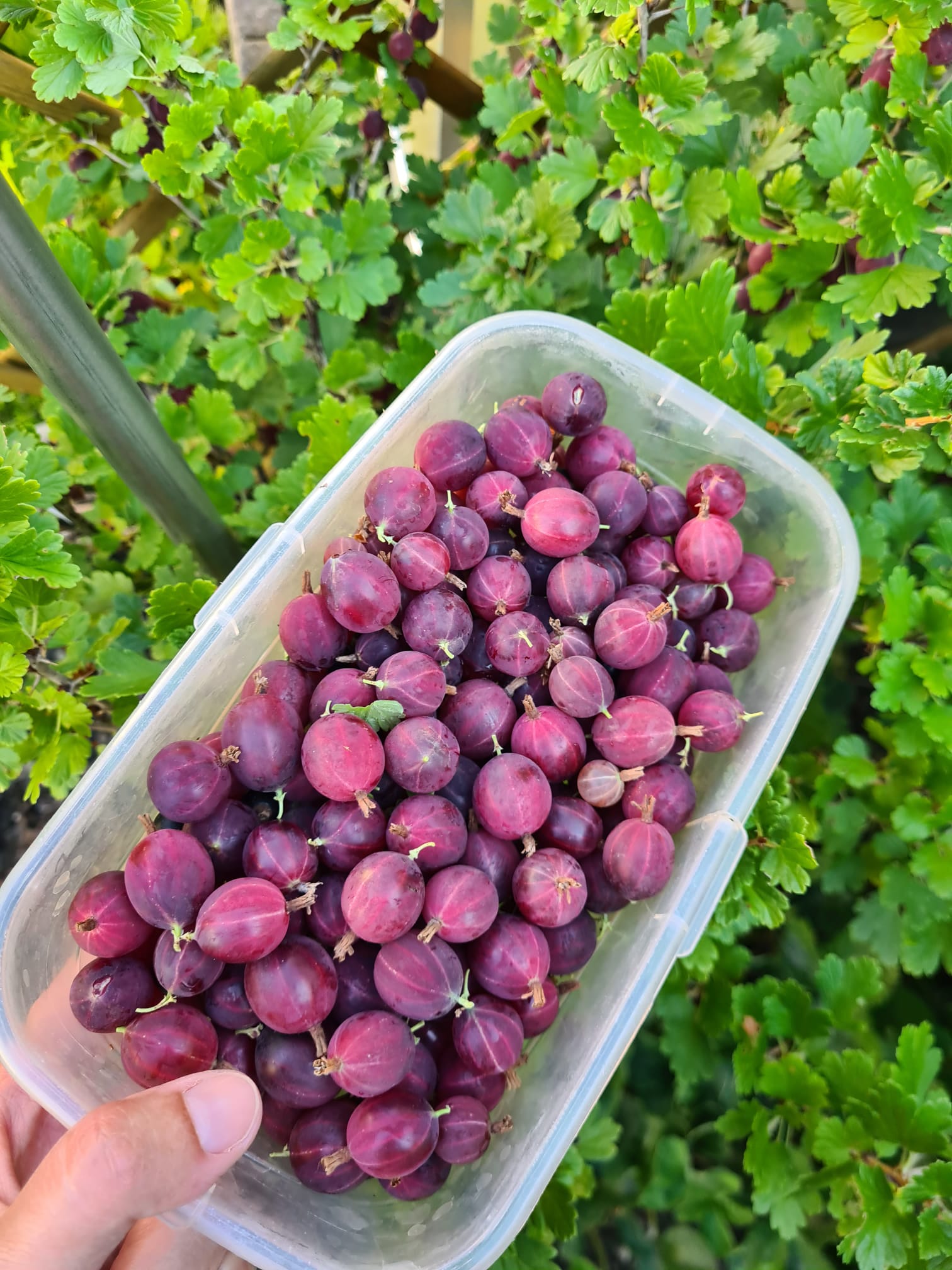 Stachelbeeren aus unserem Garten