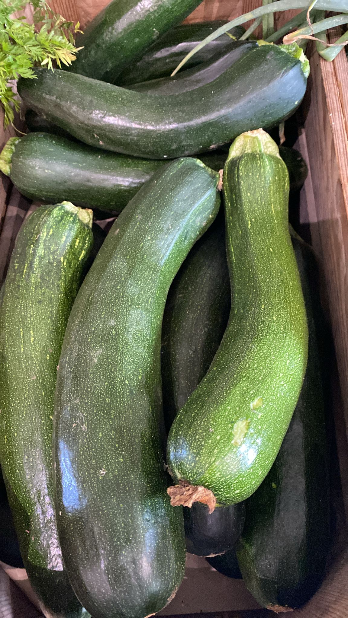 Frische Zucchini aus dem Garten