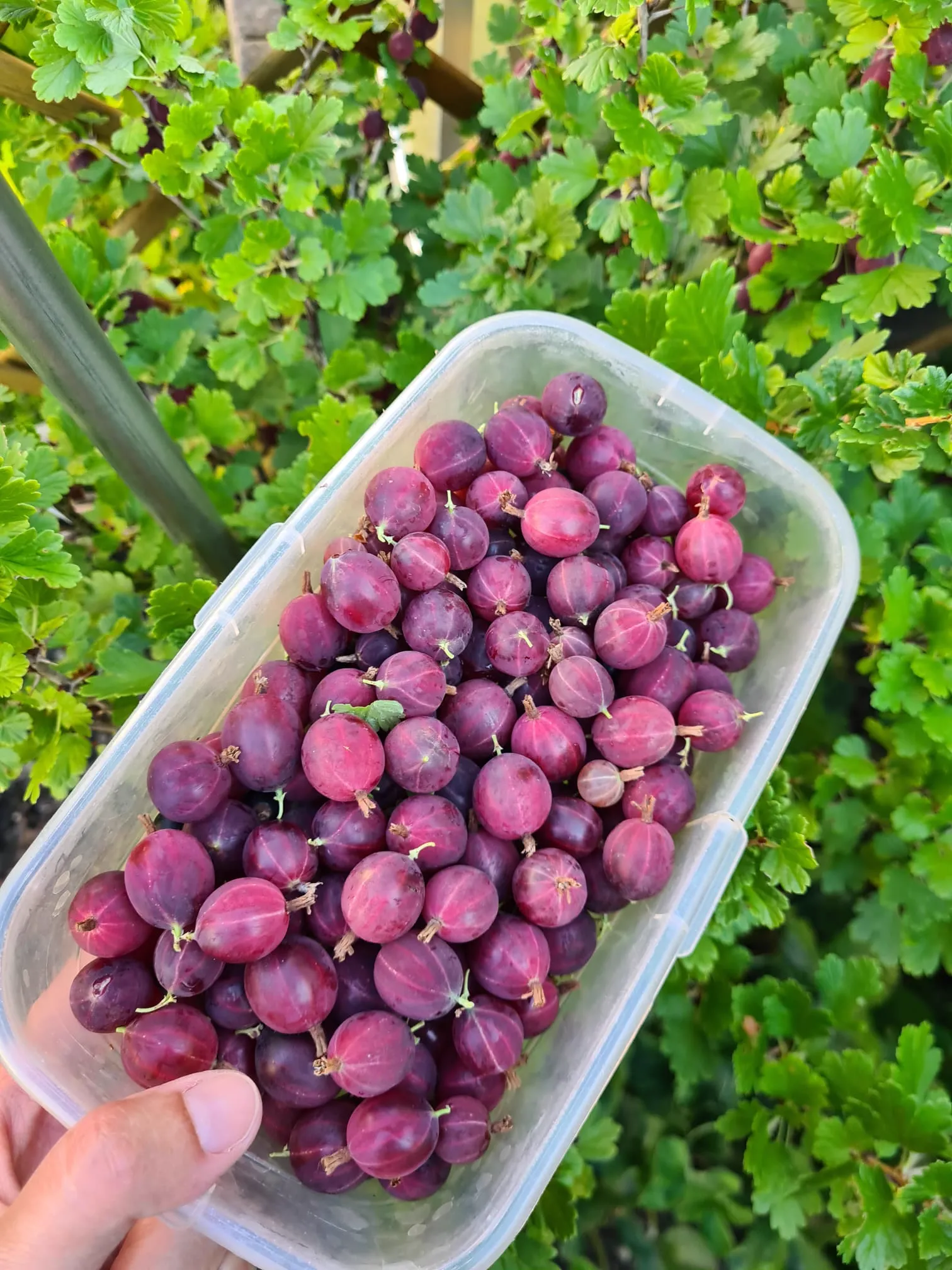 Stachelbeeren aus unserem Garten